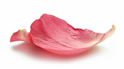 Wall Mural - A pink rose petal isolated white