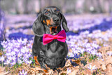 Fototapeta Zwierzęta - Dachshund dog in bright bow tie stand in clearing of blooming crocuses on walk on sunny spring day Puppy celebrate birthday in park in nature, accepts gift, congratulations on holiday Mother day card
