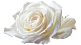 Fototapeta Tulipany - white Rose isolated on white background, clipping path, full depth of field