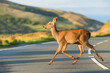 © MVProductions - Deer running across road in early morning or evening during winter. Road hazards, wildlife and transport.