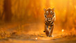 Tiger walk during the golden light time.