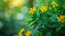 Green Plant With Yellow Flowers In The Background