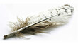 Spotlight on Nature: Close-Up of Spotted Bird Feather on White Background