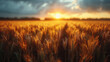 A field of golden wheat with the sun setting in the background