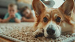 Adorable pet Welsh Corgi dog lying on the background of a family hall with children relaxing at home.