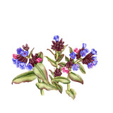Fototapeta Natura - watercolor drawing spring flowers, lungwort, pulmonaria, floral composition at white background , hand drawn botanical illustration