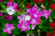 Blooming pink carnation flowers in the garden. Flowers in the garden. Selective focus. Shallow depth of field.