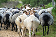 Heidschnucken Schafe und Ziegen ziehen mit ihrem Schäfer zur Landschaftspflege durch die Lüneburger Heide bei Undeloh, Niedersachsen, Deutschland