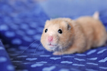 Adorable golden hamster on blue background