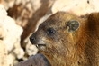 The hyrax lies on hot stones heated by the sun.