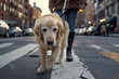 A dog is walking across a crosswalk with a person holding its leash