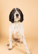 Portrait of a dog posing for adoption
