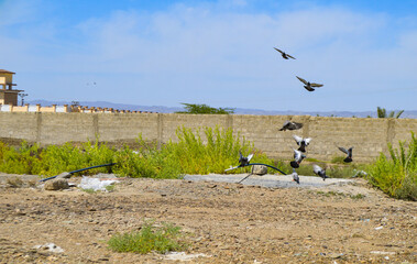 Wall Mural - flock of pigeons bird, street animal flying