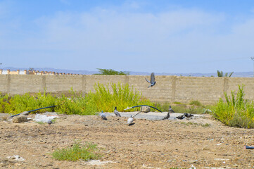 Wall Mural - flock of pigeons in the field, background wildlife animal