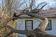 Tree trunk and branches crash through the roof of a house in the aftermath of a severe storm
