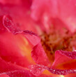 Pink yellow rose flower petals with dew drops. Macro flowers background for holiday design