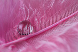 Fototapeta  - Liquid droplets in close-up on a pink feather.