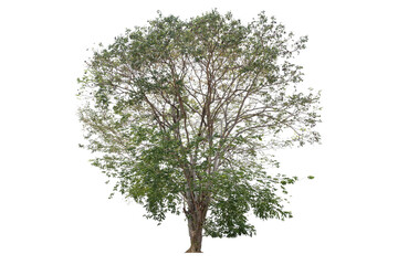 Wall Mural - A tree with no leaves is shown on a white background. The tree is bare and has no leaves, giving it a desolate and lonely appearance.