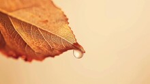 A Closeup Water Droplet Hanging On The Edge Of A Yellow Leaf On Beige Background. Drop On Leaves.