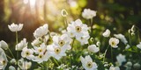 Sunlight filtering through a forest onto white Japanese anemone flowers