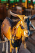 Domesticated goat ram male head warm light sunset Caribbean portrait