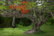 Royal poinciana tree in tropical garden red flower blooms blossom