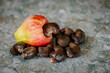 Cashew nuts fruit tropical climate exotic raw fresh sweet red