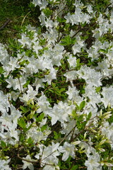 Wall Mural - azaleas