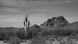 Saguaro cactus in front of Red Mountain in the Salt River management area near Scottsdale Mesa Phoenix Arizona United States