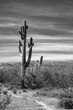 Solitary saguaro cactus in the Salt River management area near Scottsdale Mesa Phoenix Arizona United States