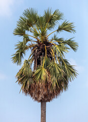 Canvas Print - Palm leaves on nature in the park. Tropics