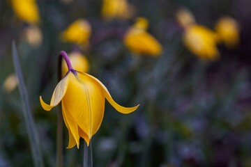 Wilde Tulpen im Casteller Schloßgarten 3