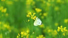 Close-up Shot Capturing The Nature Beauty With A Beautiful Cabbage White Butterfly Pollinating Vibrant Yellow Rapeseed Flowers, Scenic Views Of The Countryside.