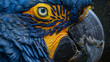 Hyacinth or blue macaw close-up of the head