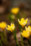 Fototapeta Tulipany - yellow crocuses in the garden