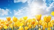 Field of yellow tulips in beautiful sky background with sun rays. Panoramic floral landscape with field of blooming yelow tulips in spring.