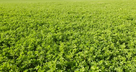 Wall Mural - green plants in the field in the spring season, growing plants for harvesting animal feed