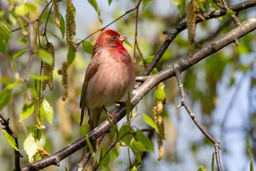 Wall Mural - Common Rosefinch