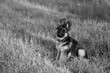 Black and white photo of a German Shepherd breed puppy laying in the grass.