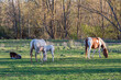 Mares grazing with their young, foals, in the meadow next to the forest. Horses.