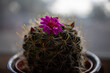 Cactus with bright pink blooms, soft background