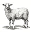 Engraved sheep illustration, vintage style