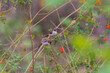 Yellow-eyed babbler (Chrysomma sinense) at Ajodhya Hills, Purulia, West Bengal