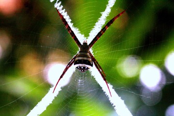 spider on web