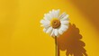 Vivacious daisy standing bold and bright, on a sunny yellow background, symbolizing joy and positivity