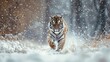 Tiger in wild winter nature. Amur tiger running in the snow. Action wildlife scene with danger animal. Cold winter in tajga Russia  