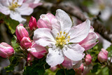Fototapeta Dmuchawce - Geöffnete Apfelblüte in Nahaufnahme mit Blütenstempel, eingerahmt von rosa Knospen am Apfelbaum