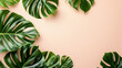 Fresh and clean summer banner with Philodendron tropical leaves displayed on an isolated background, viewed from above, embodying a hot summer day with a minimalist vibe and plenty of copy space for m