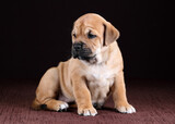 Fototapeta Koty - Cute fat ca de bou puppy on a brown background