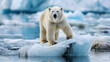 © Kyohei Kaneko - 温暖化で流氷に取り残されるしろくま White bear left on glacier for global warming